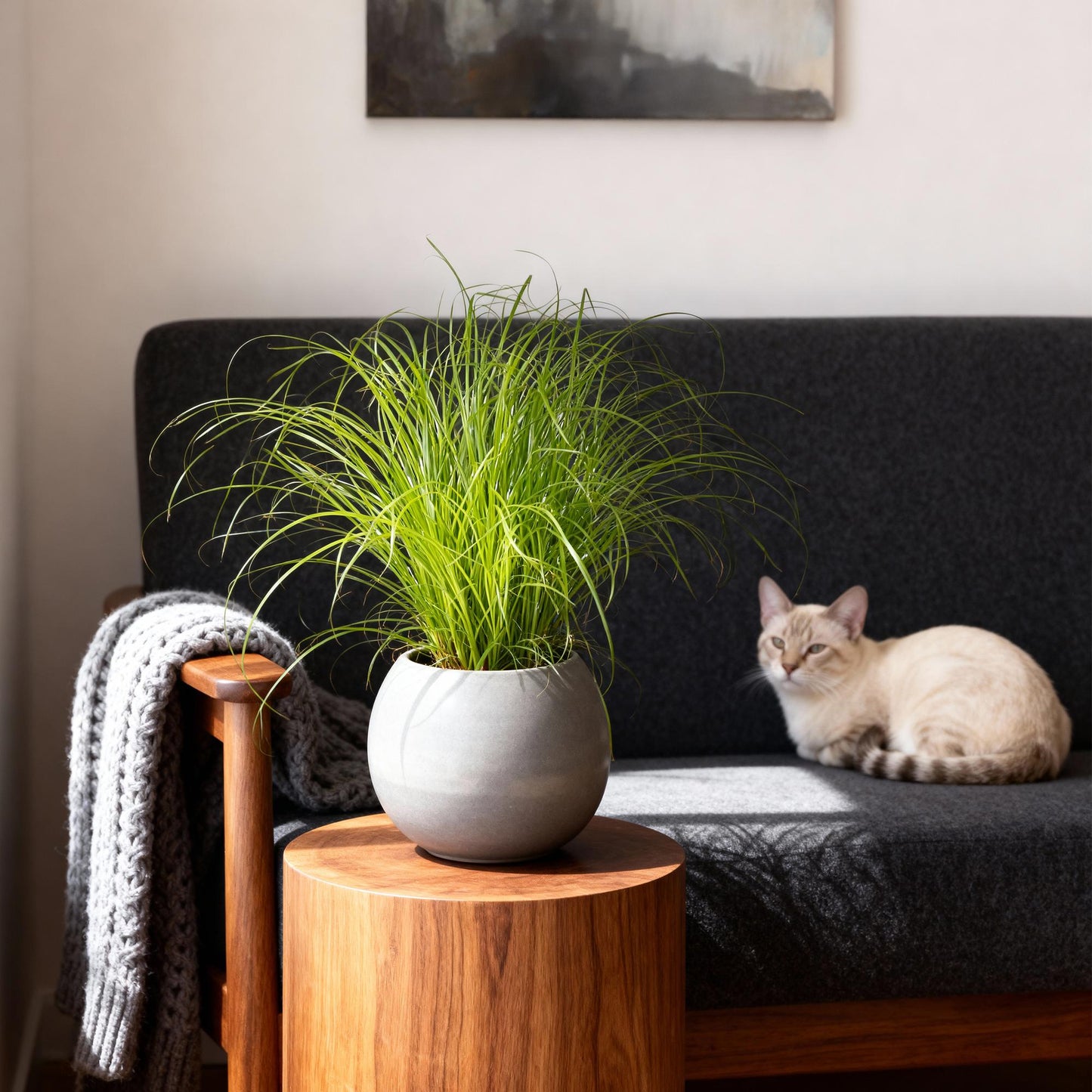 Green boutiQ - Zimmerpflanze - Cyperus alternifolius Zumula - Katzengras - Haustierfreundlich - Grün - 2 Pflanzen - Topf 12cm - Höhe 28-30cm 