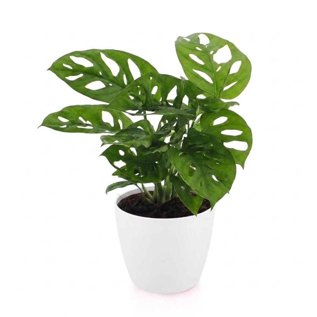 Fensterblatt 'Monkey Mask' – Monstera adansonii – Topf Ø12cm – Höhe 25cm – mit weißem Dekotopf – Dekorative Zimmerpflanze
