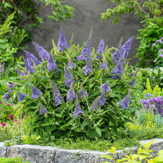 Green boutiQ - Gartenpflanze - Buddleja davidii Butterfly Candy Little Lila - Schmetterlingsstrauch - Kompakt - Lila - 3 Pflanzen - Topf 12cm - Höhe 20-25cm 