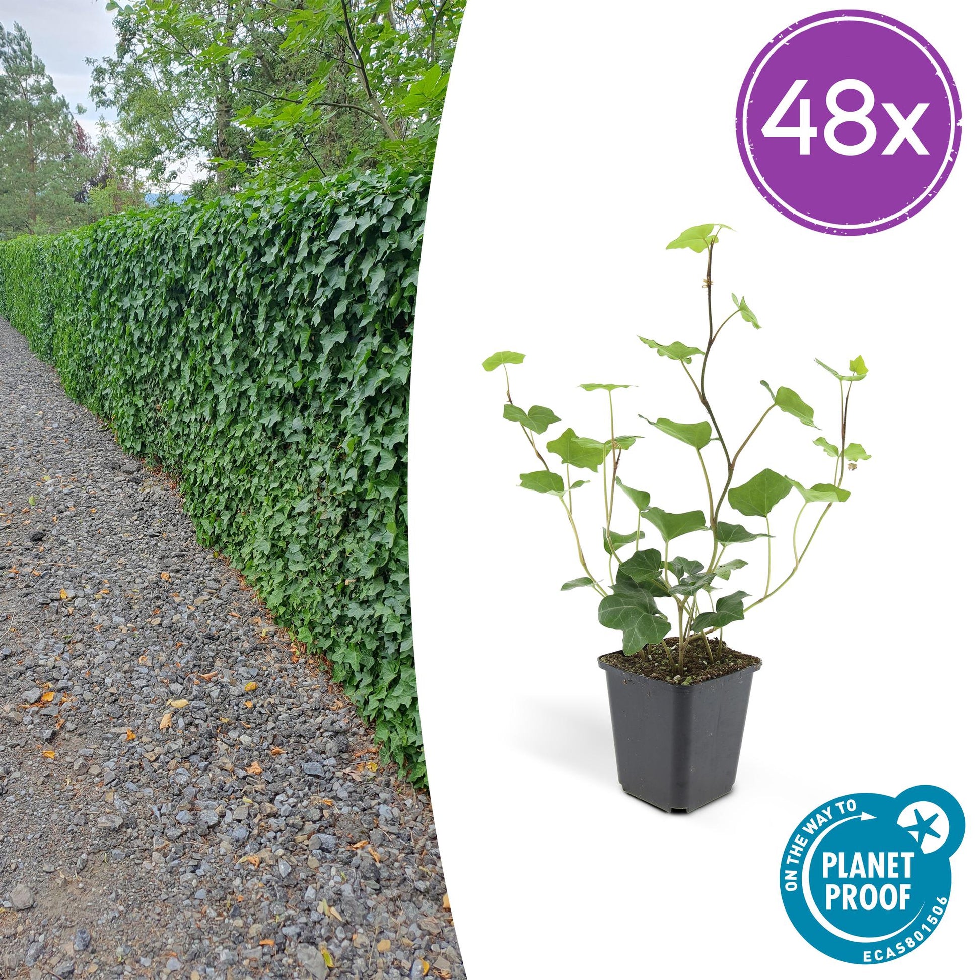 Hedera hibernica – Irischer Efeu – 48 Pflanzen – ↕10–25cm – Ø9cm – Immergrüner Kletter- & Bodendecker – Für Hecken, Sichtschutz & Flächenbegrünung – Winterhart & pflegeleicht 