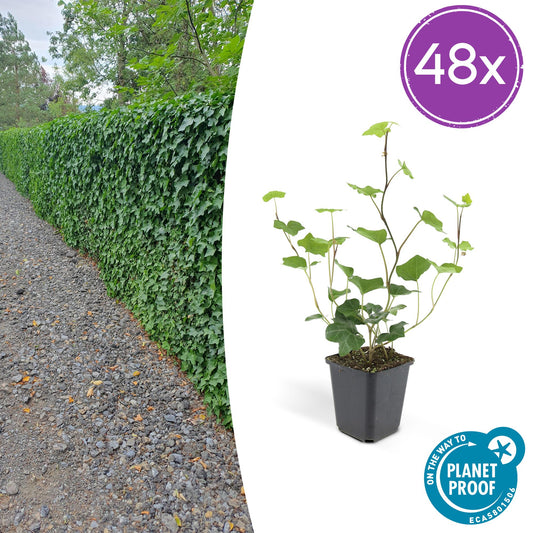 Hedera hibernica – Irischer Efeu – 48 Pflanzen – ↕10–25cm – Ø9cm – Immergrüner Kletter- & Bodendecker – Für Hecken, Sichtschutz & Flächenbegrünung – Winterhart & pflegeleicht 