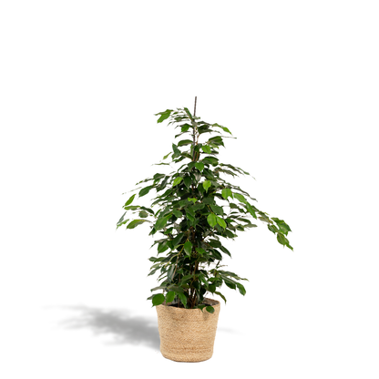 Ficus benjamina Danielle - Ø21cm - ↕95cm + Korb Selin 