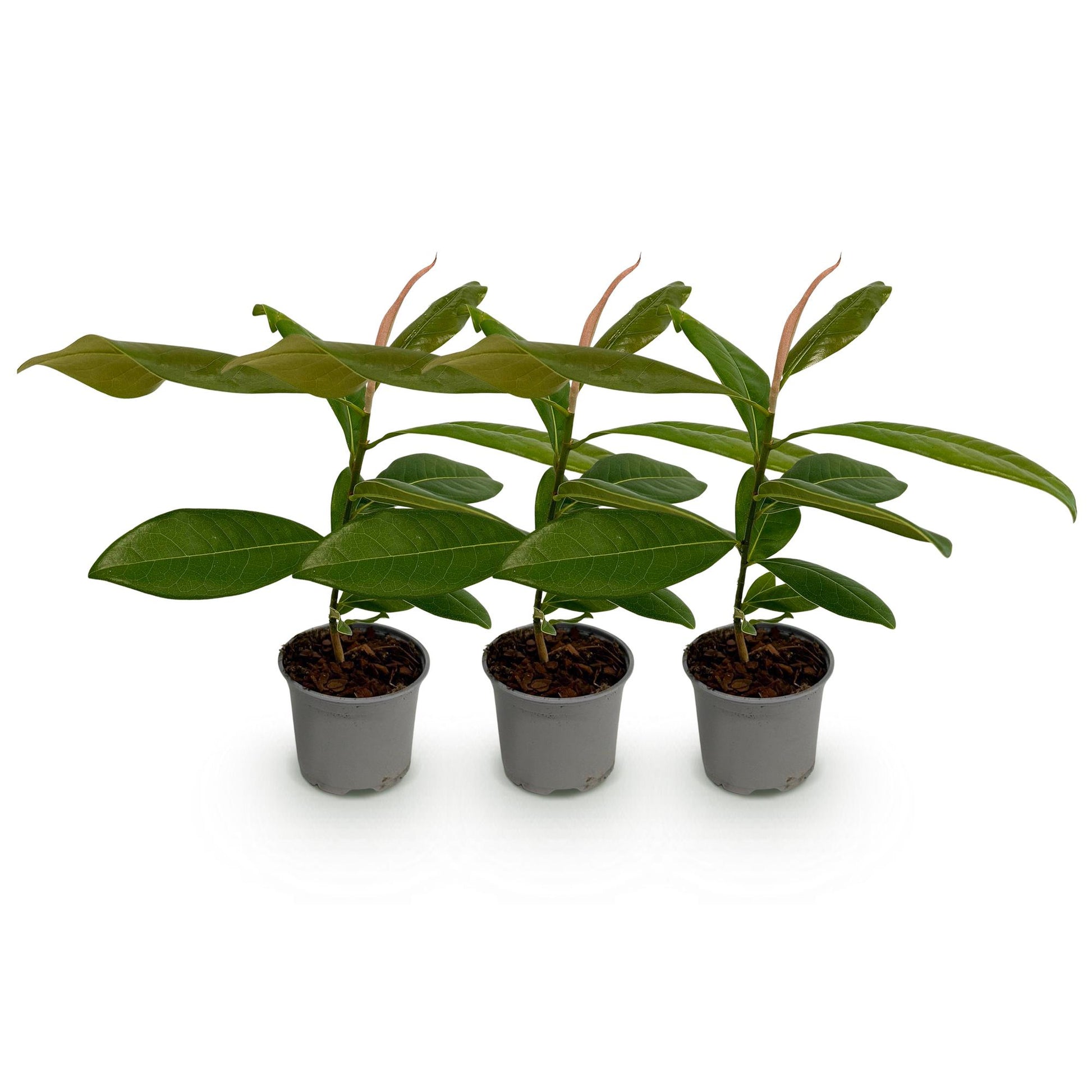 GreenboutiQ - Gartenpflanze - Magnolia grandiflora - Blüte Weiß - 3 Pflanzen - Immergrün - Wenig Pflege - Topf 12cm Höhe 30cm 