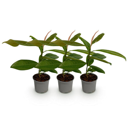 GreenboutiQ - Gartenpflanze - Magnolia grandiflora - Blüte Weiß - 3 Pflanzen - Immergrün - Wenig Pflege - Topf 12cm Höhe 30cm 