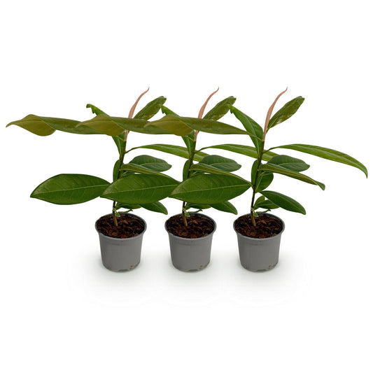 GreenboutiQ - Gartenpflanze - Magnolia grandiflora - Blüte Weiß - 3 Pflanzen - Immergrün - Wenig Pflege - Topf 12cm Höhe 30cm 