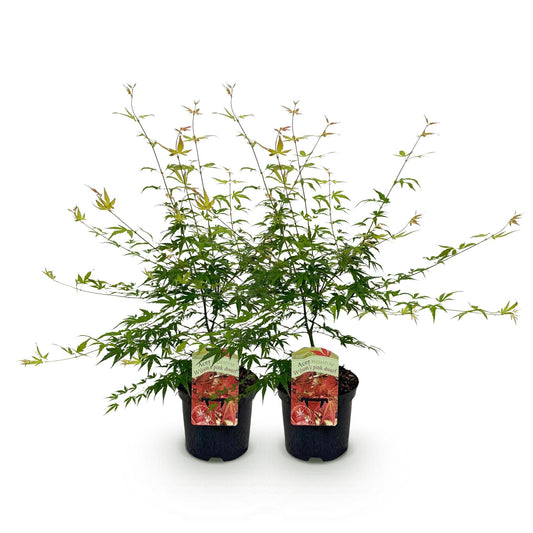 Japanischer Ahorn – Acer palmatum 'Pink Dwarf' – 2 Pflanzen – ca. 70 cm hoch – Topf Ø19 cm – rosa Laubaustrieb – kompakter Wuchs – Balkon- & Gartenpflanze 