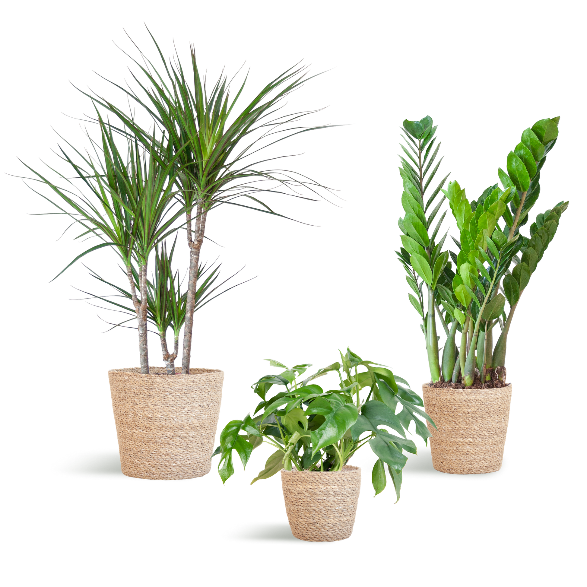 Schattenpflanzkasten – Zimmerpflanzen-Mix – Mit Sofia-Korb – Monstera Minima, Zamioculcas Zamiifolia & Dracaena Marginata – Halbschatten – Pflegeleicht & dekorativ 