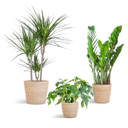 Schattenpflanzkasten – Zimmerpflanzen-Mix – Mit Sofia-Korb – Monstera Minima, Zamioculcas Zamiifolia & Dracaena Marginata – Halbschatten – Pflegeleicht & dekorativ 