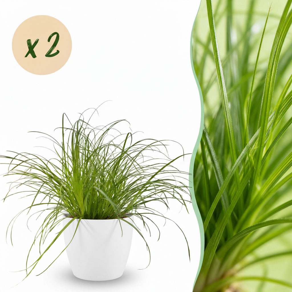 Green boutiQ - Zimmerpflanze - Cyperus alternifolius Zumula - Katzenpflanze - Haustierfreundliche Pflanze - Grün - 2 Pflanzen - mit Potter Weiß - Topf 12cm - Höhe 20cm 