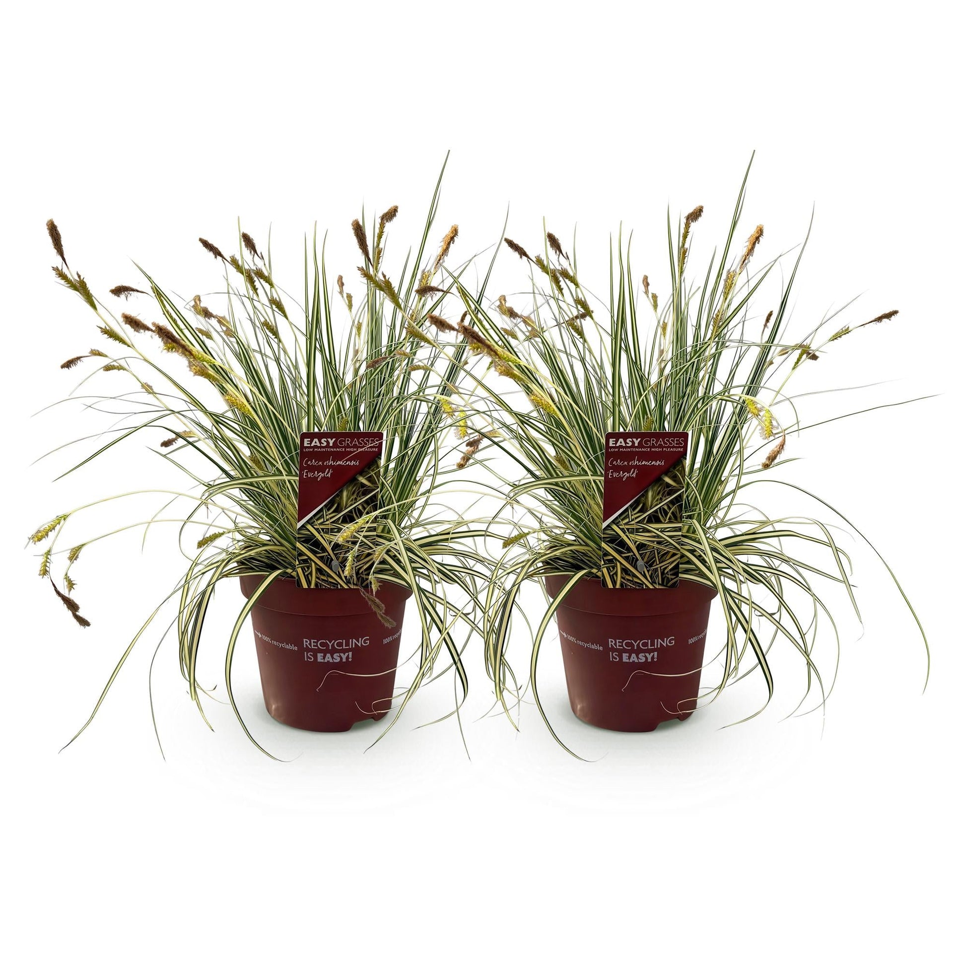 Ziergras Carex oshimensis 'Evergold' – Immergrün – 2 Pflanzen – Ø17 cm – Höhe 50 cm – Gelb-Grün gestreift – Pflegeleicht – Für Sonne & Schatten – Beet, Balkon & Kübel 