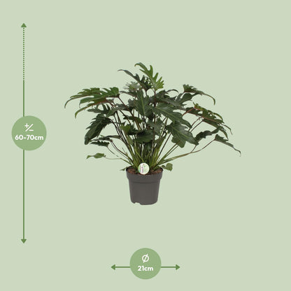 Baumfreund - Philodendron Xanadu - Zimmerpflanze - Ø21cm - ↕65cm