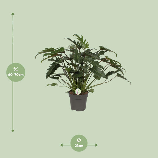 Baumfreund - Philodendron Xanadu - Zimmerpflanze - Ø21cm - ↕65cm