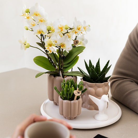 Kolibri Orchids | Geschenkset Slow Living | Grüne Pflanzen mit Weißer Phalaenopsis Orchidee Lausanne in Beigen Keramiktöpfen auf Weißem Tablett 