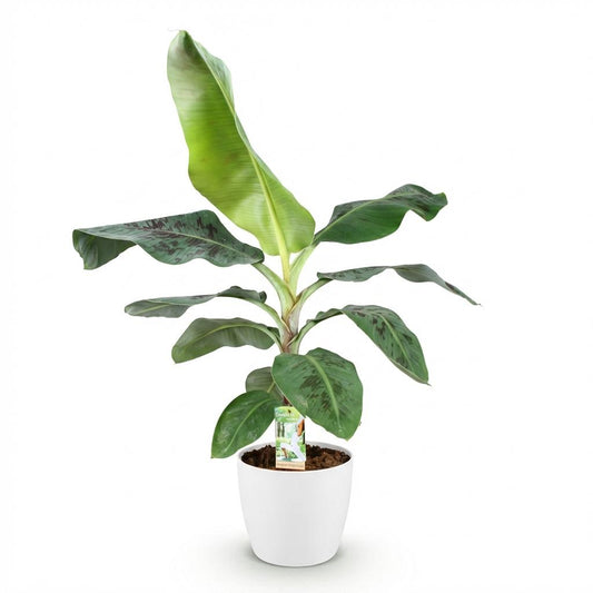 Green boutiQ - Zimmerpflanzen - Musa acuminata Dwarf Cavendisch - Bananenpflanze - Wenig Pflege - Grün - 1 Pflanze - mit Potter Weiß - Topf 21cm - Höhe 70-75cm 