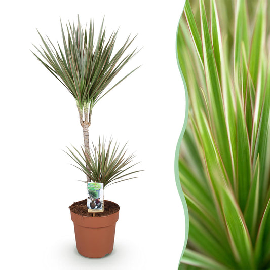Green boutiQ - Zimmerpflanzen - Dracaena Marginata Bicolor - Drachenbaum - Wenig Pflege - Grün - braun - 1 Pflanze - Topf 21cm - Höhe 90-100cm 