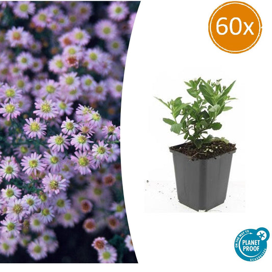 Wild-Aster Aster ageratoides 'Stardust' – ↕10-25cm – Ø9cm – 60 Pflanzen – Herbstblüher & Bienenfreundlich – Weiße Sternblüten – Sonne & Halbschatten – Pflegeleicht