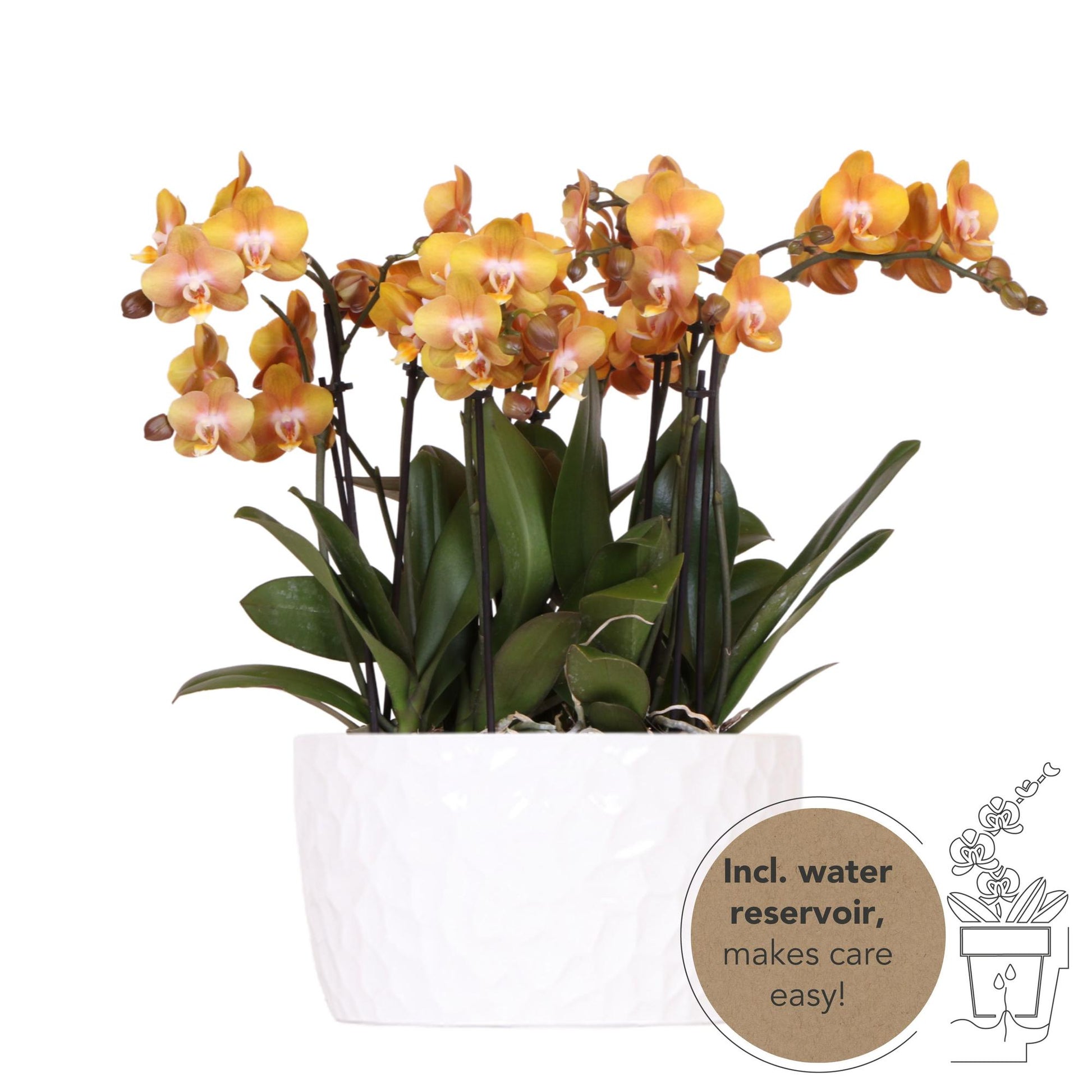 Kolibri Orchids | orange Orchideen-Set in Honigschale inkl. Wasserreservoir | drei orange Orchideen Las Vegas12cm | Mono Bouquet weiß mit autarkem Wasserreservoir 