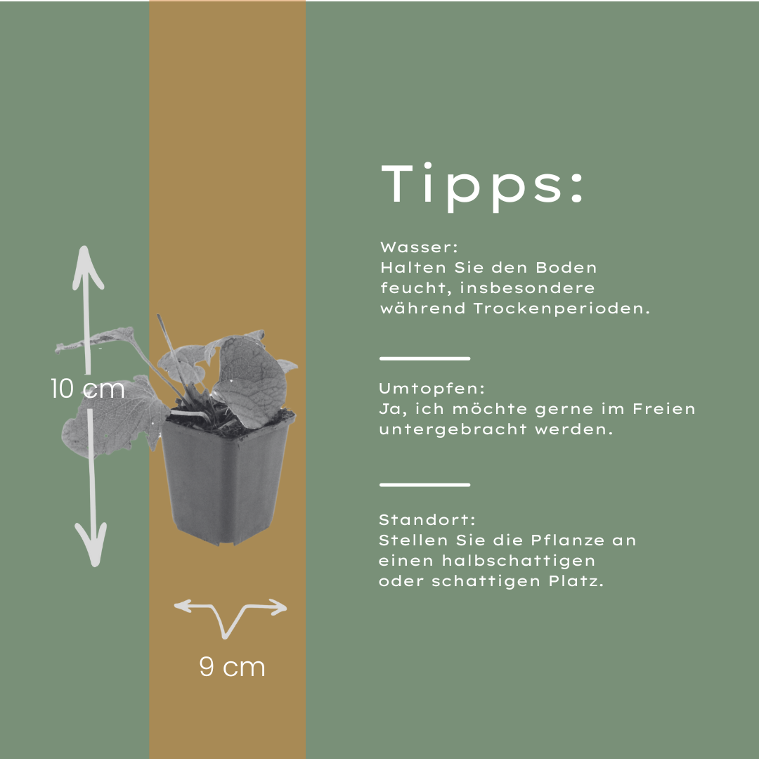 Kaukasisches Vergissmeinnicht Brunnera macrophylla – 24 Pflanzen – 10-25cm – Ø9cm – Winterharte Schattenstaude mit blauen Blüten – Bodendecker für Garten