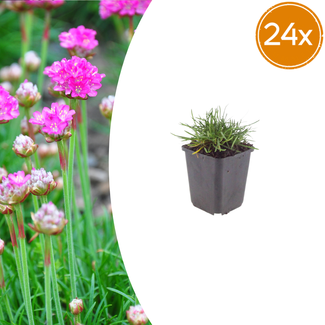 Grasnelke Armeria maritima ‘Splendens’ – 24 Pflanzen – 10-25cm – Ø9cm – Winterharte Staude mit rosa Blüten – Ideal für Steingarten, sonnige Beete & Bordüren