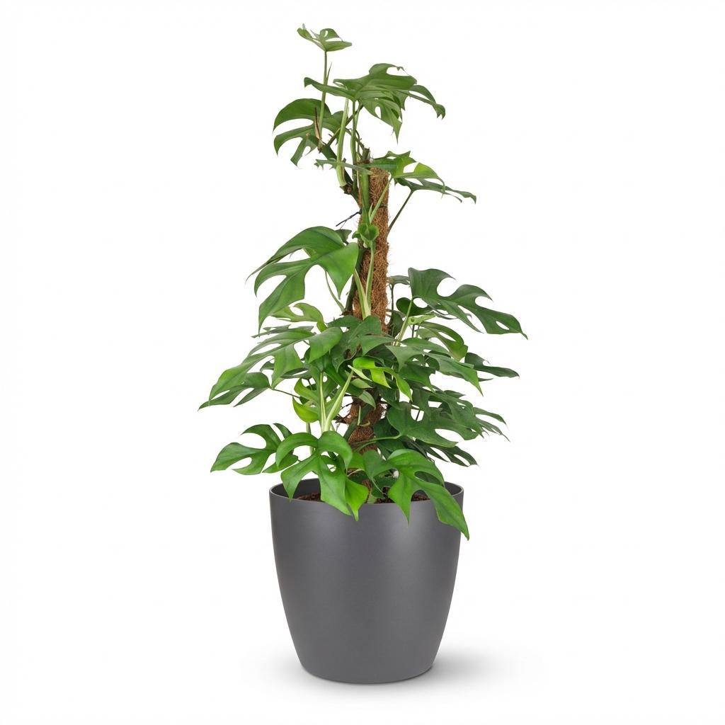 Monstera Minima am Moosstab 90cm – Mini Fensterblatt Zimmerpflanze im grauen Übertopf Ø19cm – tropische Lochblätter – pflegeleicht für Wohnung & Büro, ideal bei Halbschatten, moderat gießen 