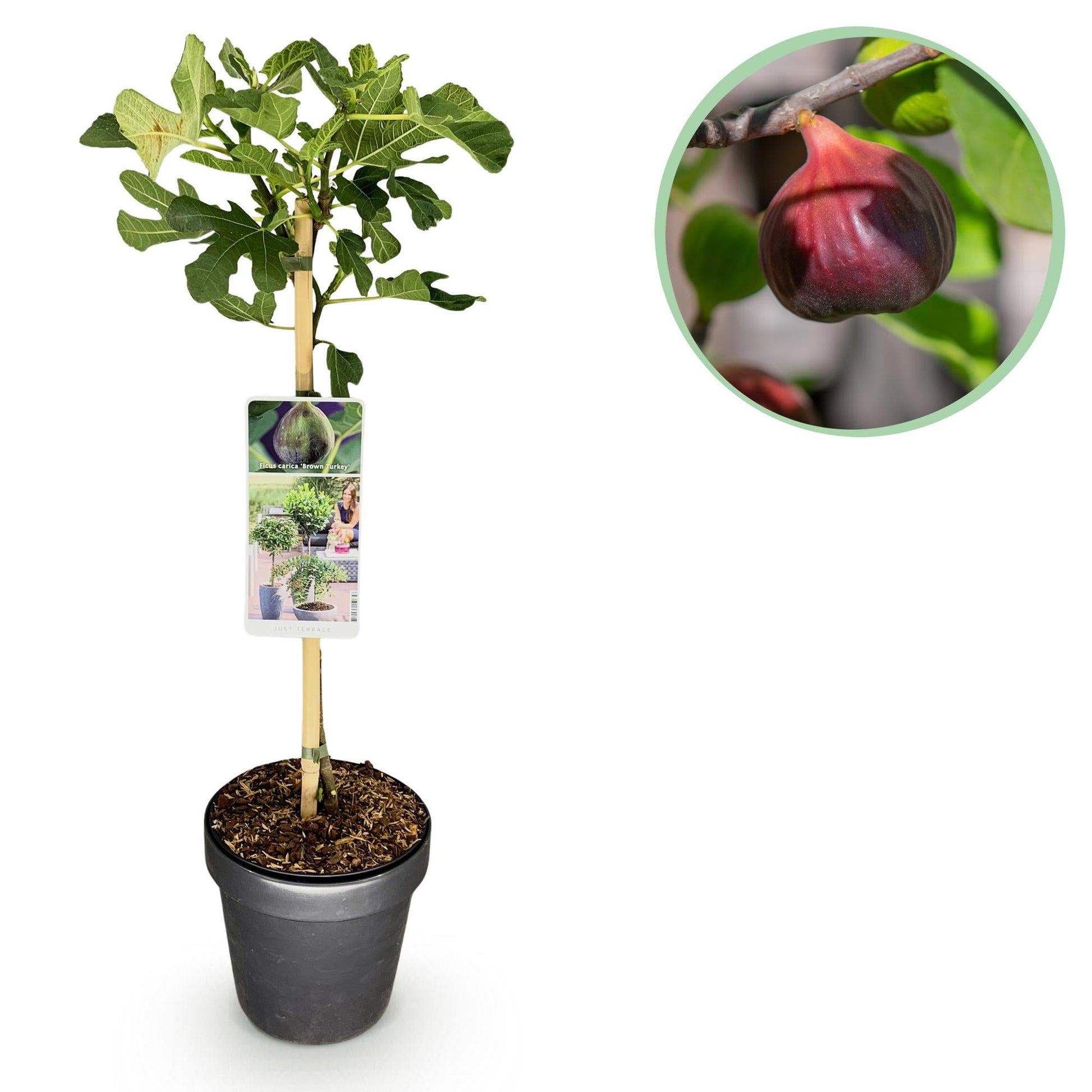 Feigenbaum Ficus carica 'Brown Turkey' – Stamm-Pflanze – Höhe ca. 90 cm – Ø19 cm – Obstpflanze für Terrasse & Garten – Essbare Früchte – Pflegeleicht & robust 