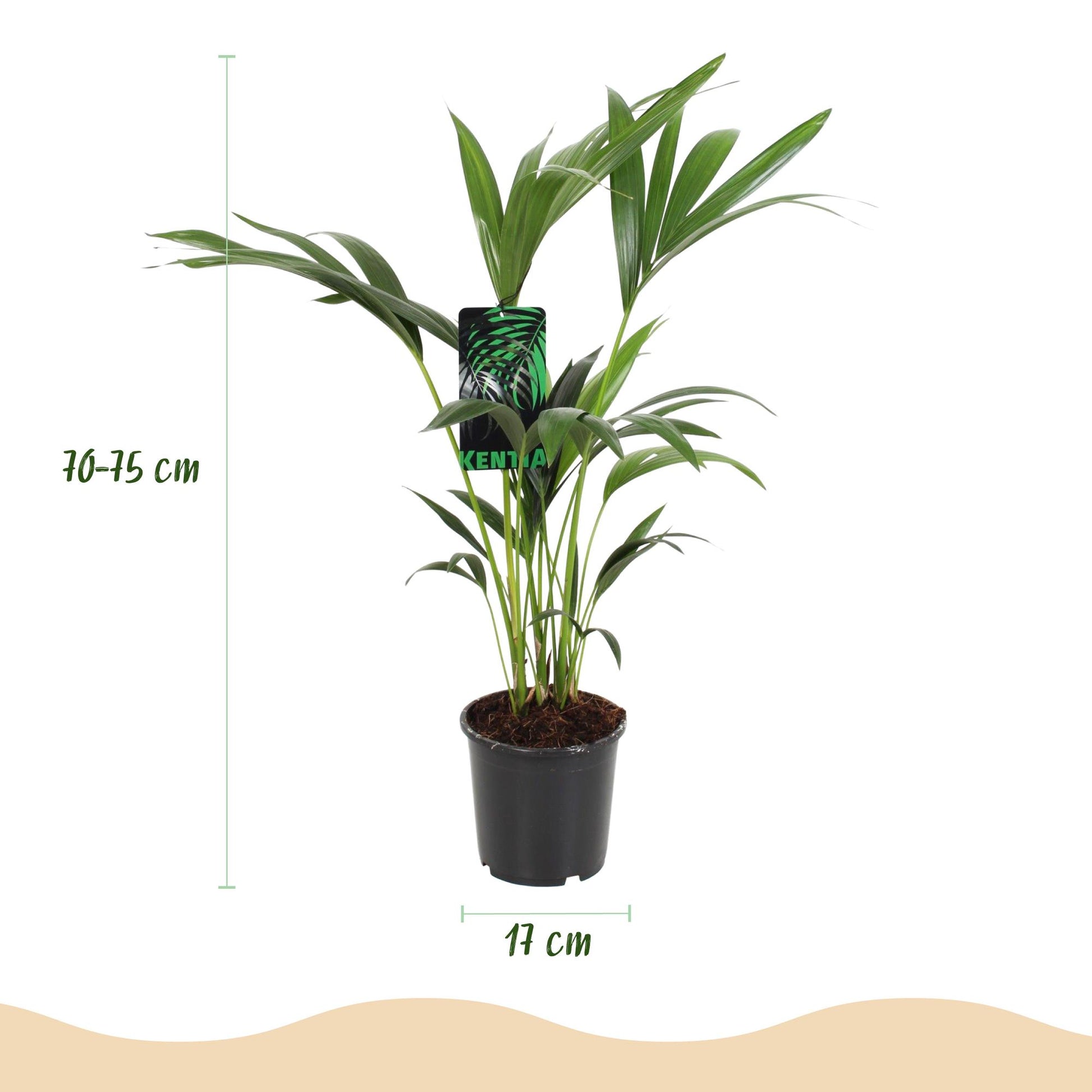 Howea Forsteriana – Kentia-Palme – 70–75cm – 17cm – Pflegeleichte Zimmerpalme mit eleganten Wedeln – Tropische, luftreinigende Grünpflanze für moderne Innenräume 