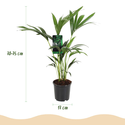 Howea Forsteriana – Kentia-Palme – 70–75cm – 17cm – Pflegeleichte Zimmerpalme mit eleganten Wedeln – Tropische, luftreinigende Grünpflanze für moderne Innenräume 