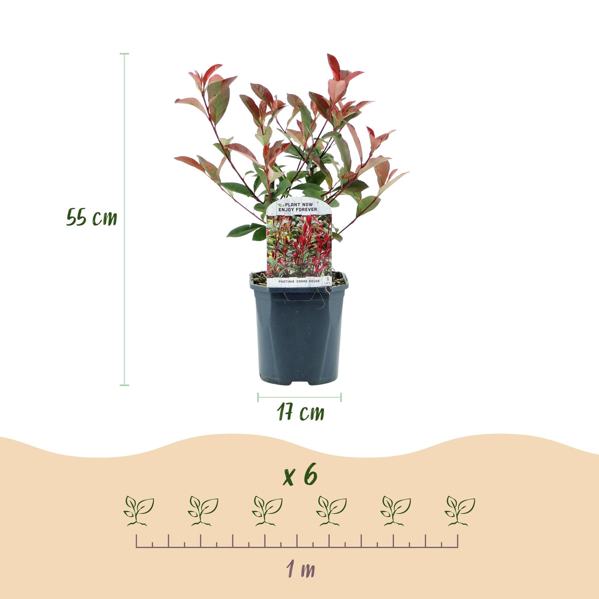 Green boutiQ - Haagplanten - Photinia fraseri Carre Rouge - groen rood  - 6 planten - 1 strekkende meter - groenblijvend - pot 17cm hoogte 55cm 