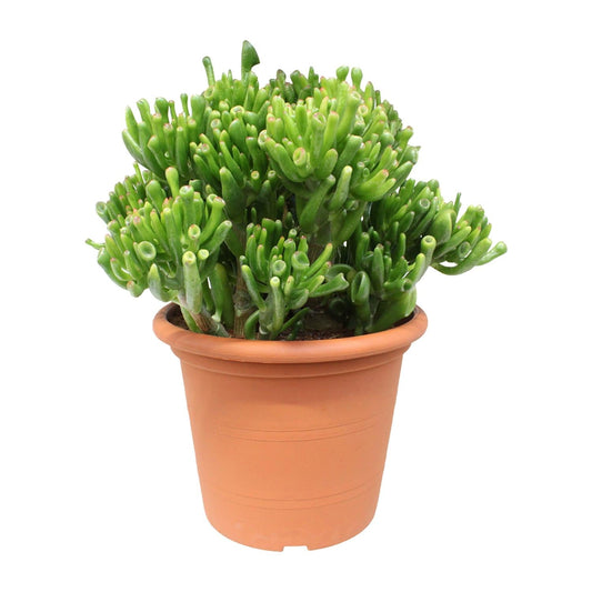 Crassula Hobbit – Ø23cm – ↕35cm – Jade-Pflanze mit fleischigen Blättern – Pflegeleicht & dekorativ – Sukkulente für Innenräume – Für Fensterbank, Büro & Wohnzimmer 