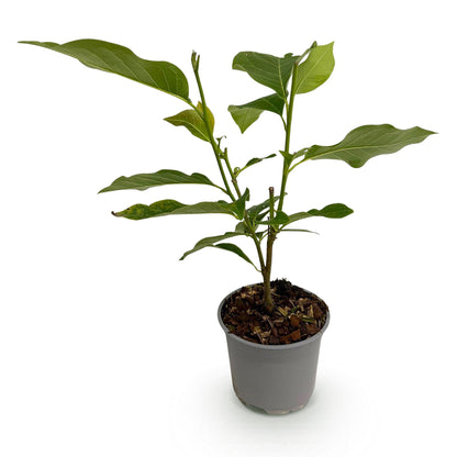 GreenboutiQ - Gartenpflanze - Magnolia stellata Royal Star - Blüte Weiß - 1 Pflanze - Laubabwerfend - Wenig Pflege - Topf 12cm Höhe 30cm 