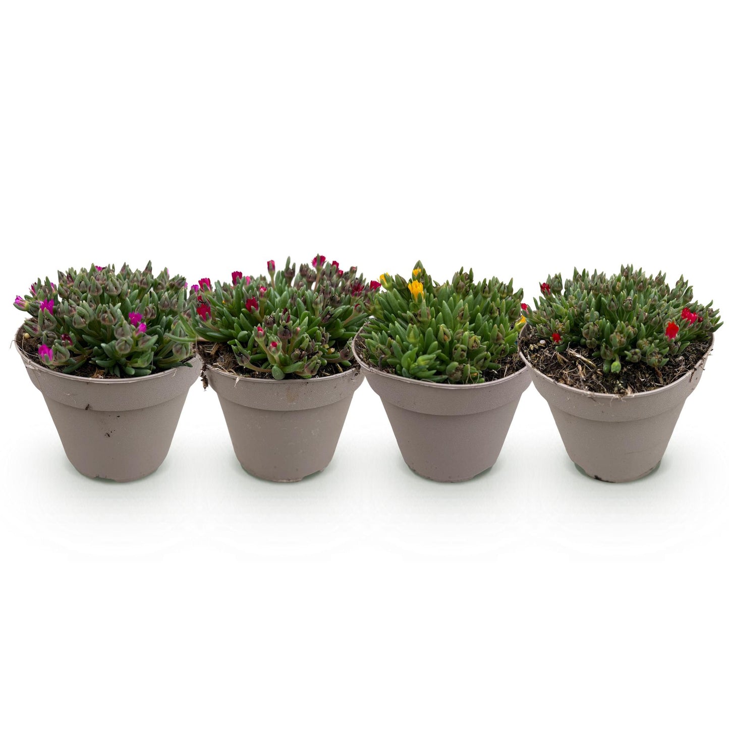 GreenboutiQ - Bodendecker - Winterhart - Delosperma - 4 Pflanzen - Farben Rot - Gelb - Lila - Rosa - Wenig Pflege - Topf 14cm Höhe 17cm 
