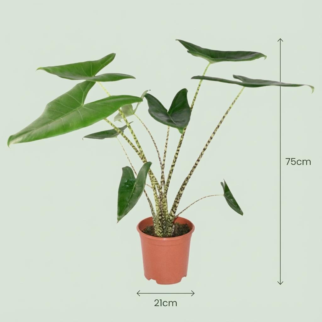 Green boutiQ - Zimmerpflanze - Elefantenohr - Alocasia Zebrina - Grün - Pflegeleicht - 1 Pflanze - Topf 21 cm - Höhe 70 - 75 cm 