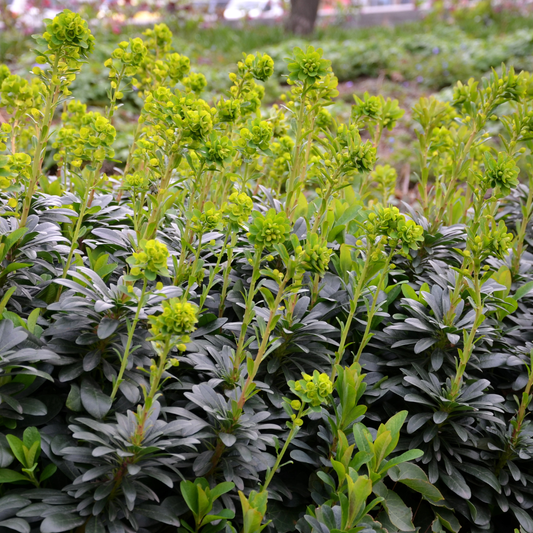 Euphorbia amygdaloides Robbiae – 6 Pflanzen Ø9cm – Höhe10-25cm – Immergrüner Bodendecker für Schatten & Halbschatten – Gelbgrüne Blüten im Frühjahr – Winterhart pflegeleicht