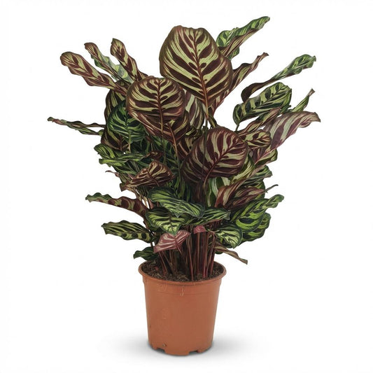 Green boutiQ - Zimmerpflanze - Pfauen-Korbmarante - Calathea Makoyana - Grün - Pflegeleicht - 1 Pflanze - Topf 19cm - Höhe 70cm 