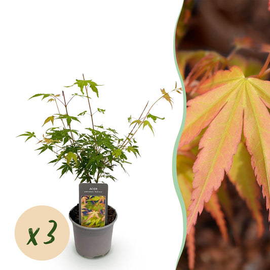 GreenboutiQ - Gartenpflanze - Acer palmatum Katsura - Orange - 3 Pflanzen - Laubabwerfend - Pflegeleicht - Topf 12cm Höhe 35cm 