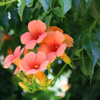Trompetblume Campsis radicans Madame Galen – Orange Blüten – 2 Pflanzen – 11 cm x H40 cm – Bis 10 m – Pflegeleicht – Ideal für Garten, Balkon & Pergola 