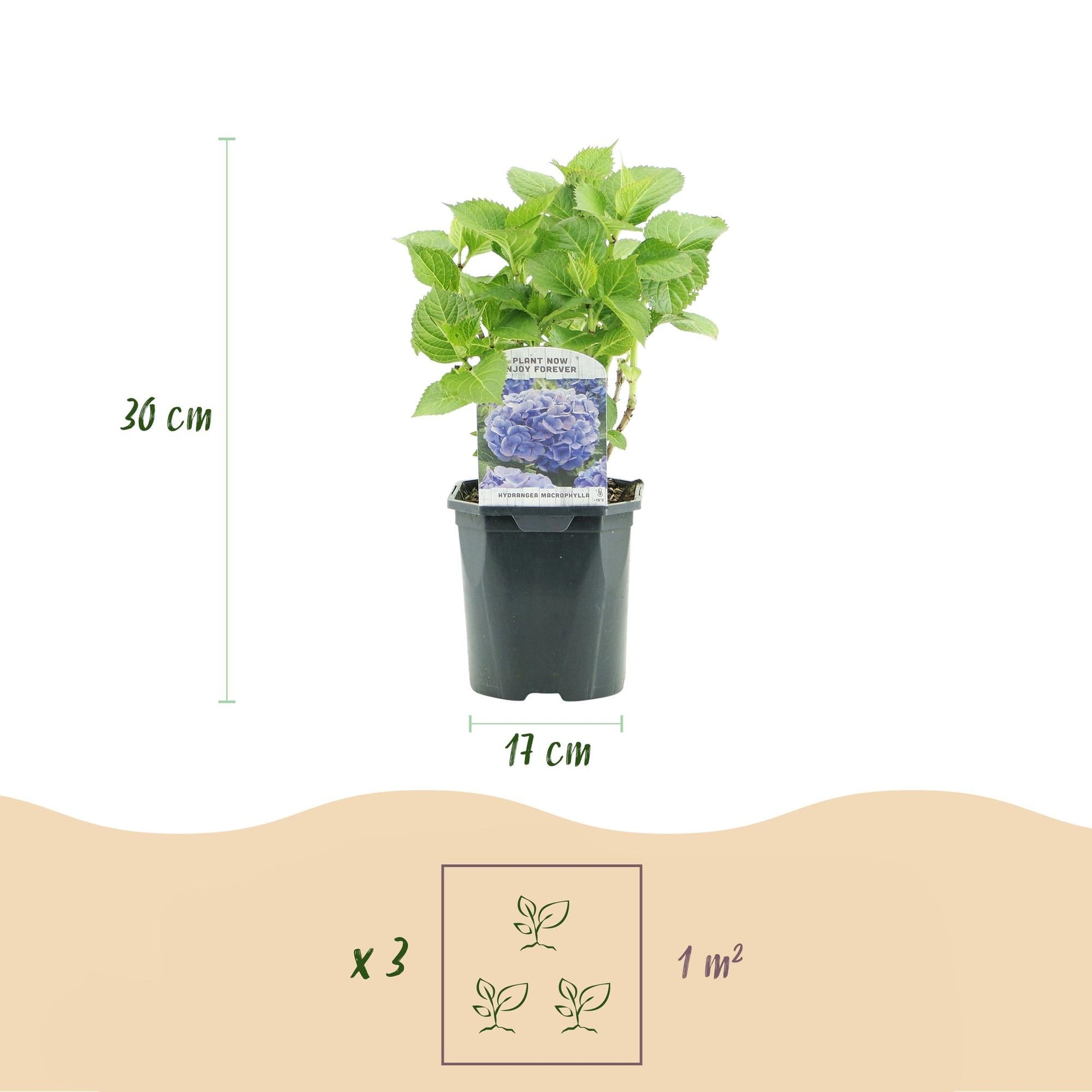 Hortensie Hydrangea macrophylla Blau – Blütezeit Juni bis September – Ø17cm – ↕30cm – Laubabwerfende Gartenpflanze – Pflegeleicht & winterhart 