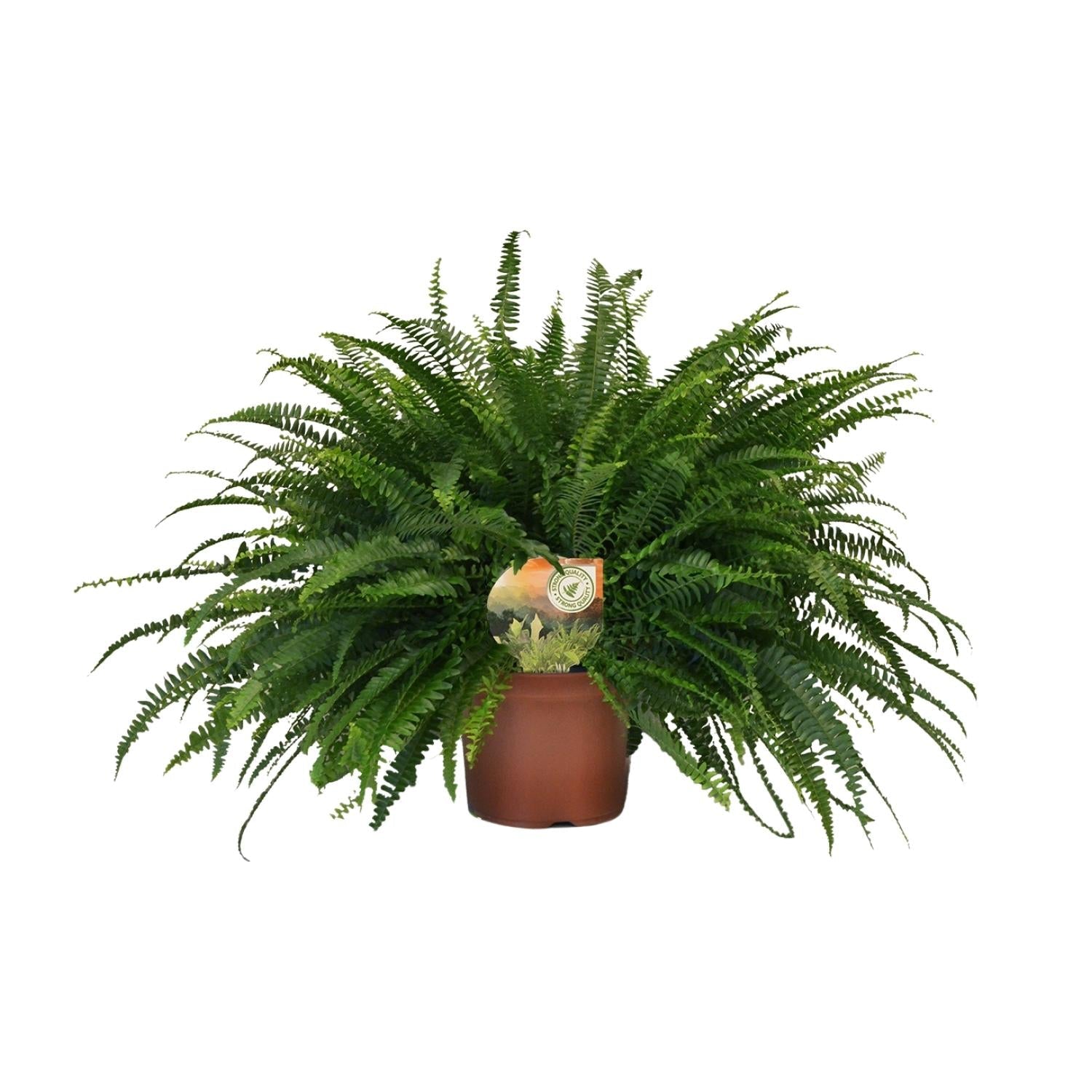 Nephrolepis 'Green Lady' – Bostonfarn Zimmerpflanze – Ø19cm – ca. 60cm hoch – Luftreinigend & pflegeleicht – Für halbschattige Innenräume & feuchte Standorte 
