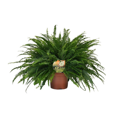 Nephrolepis 'Green Lady' – Bostonfarn Zimmerpflanze – Ø19cm – ca. 60cm hoch – Luftreinigend & pflegeleicht – Für halbschattige Innenräume & feuchte Standorte 