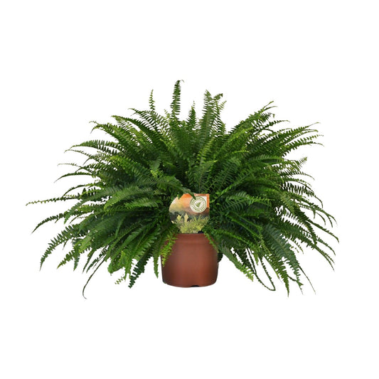 Nephrolepis 'Green Lady' – Bostonfarn Zimmerpflanze – Ø19cm – ca. 60cm hoch – Luftreinigend & pflegeleicht – Für halbschattige Innenräume & feuchte Standorte