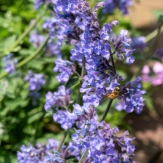 Katzenminze Nepeta 'Six Hills Giant' – ↕10-25cm – Ø9cm – 60 Pflanzen – Lila-Blau – Bienenfreundlich – Pflegeleicht – Sonniger Standort