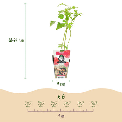 Himbeere Rubus idaeus Ottawa winterhart 3 Pflanzen Ø9cm Höhe 30cm – Rote Himbeere für Garten Beet Balkon & Terrasse – Süß & ertragreich 