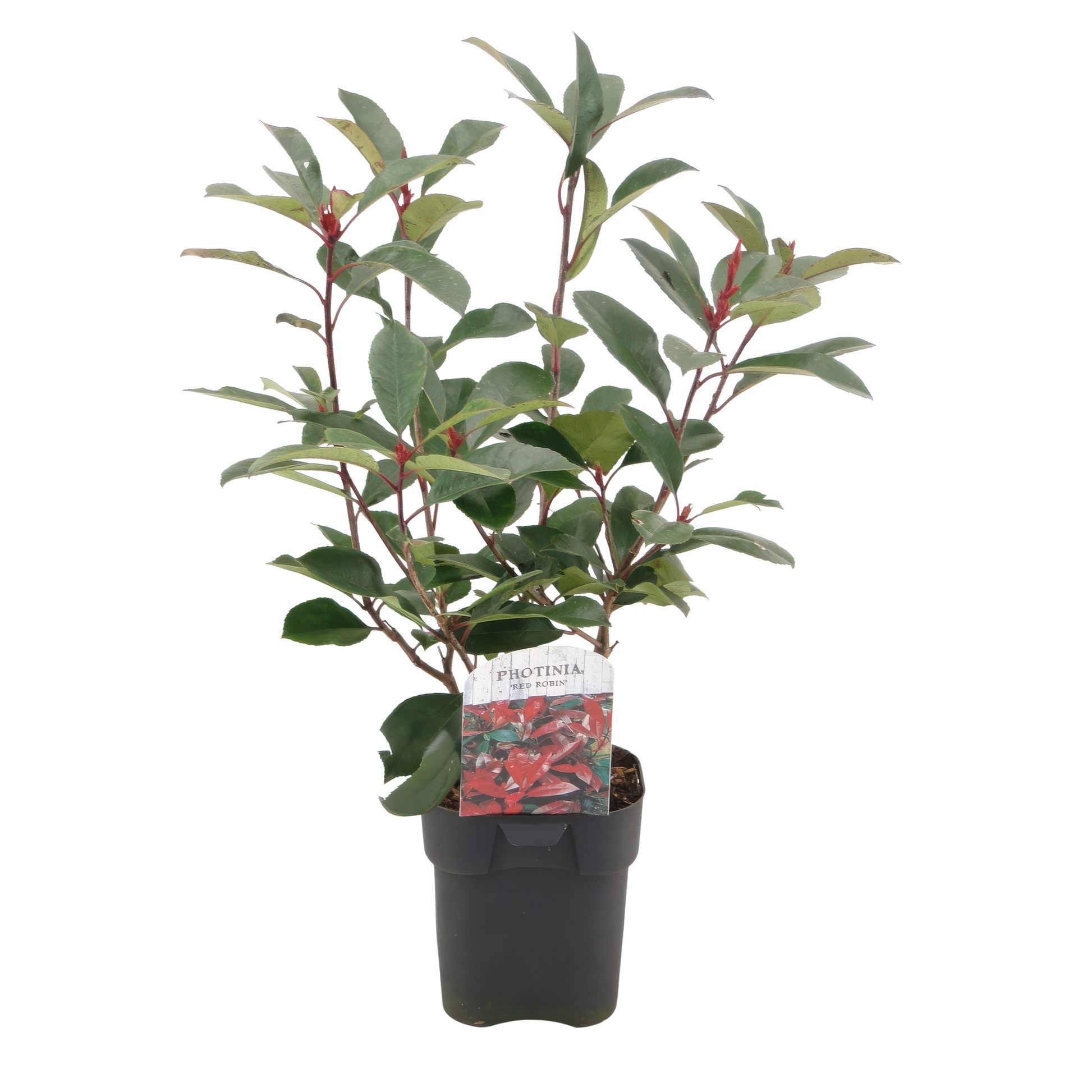 Frasers Glanzmispel - Photinia fraseri Red Robin - grün rot - 6 Pflanzen - Heckenpflanze - 1 laufender Meter - immergrün - Topf 17cm Höhe 55cm 