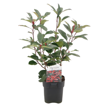 Frasers Glanzmispel - Photinia fraseri Red Robin - grün rot - 6 Pflanzen - Heckenpflanze - 1 laufender Meter - immergrün - Topf 17cm Höhe 55cm 