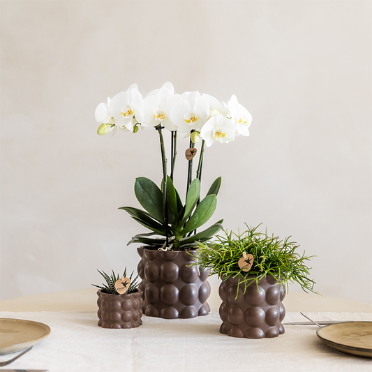Kolibri Orchids | Pflanzenset Cotton Braun | Grüne Pflanzen mit Weißer Phalaenopsis-Orchidee Ghent in Keramischen Ziertöpfen 