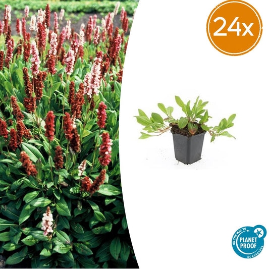Schneckenknöterich Persicaria affinis. 'Darjeeling Red' – 24 Pflanzen – Lebhaftes Rot- bis Rosablaub – Pflegeleichte, farbenfrohe Staude – Sonne bis Halbschatten 