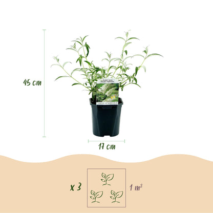 Green boutiQ - Garden Plant - Buddleja davidii White Profusion - Butterfly Bush - Hardy - White - 3 Plants - Pot 17cm - Height 45cm 