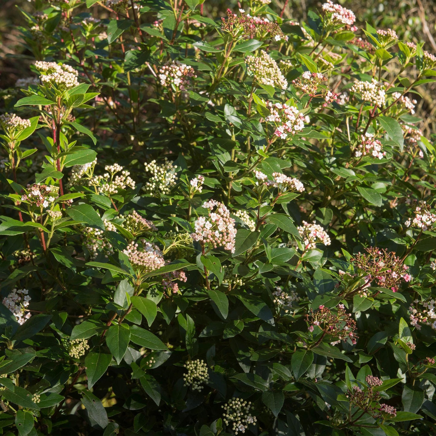 Viburnum tinus 'Eve Price' – Immergrüne Stamm-Pflanze – Höhe ca. 90 cm – Ø19 cm – Winterblühender Schneeball – Pflegeleicht – Für Balkon, Terrasse & Garten 