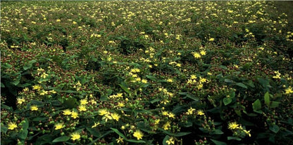 Johanniskraut Hypericum inodorum – 24 Pflanzen – ↕10-25 cm – Ø9 cm – Leuchtend gelbe Blüten – Pflegeleichter Strauch – Bienenfreundlich & robust