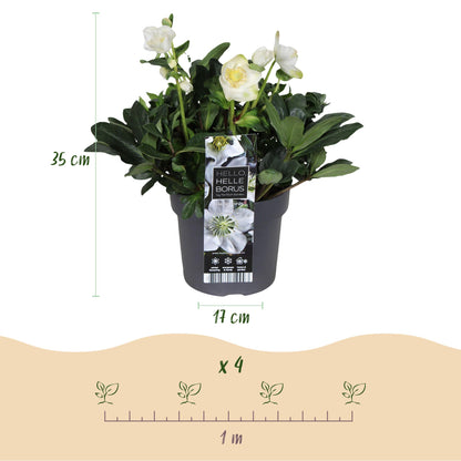 GreenboutiQ - Gartenpflanze - Weihnachtsrose - Helleborus Christmas Carol - Weiße Blüte - 1 Pflanze - Immergrün - Topf 17cm Höhe 35cm 
